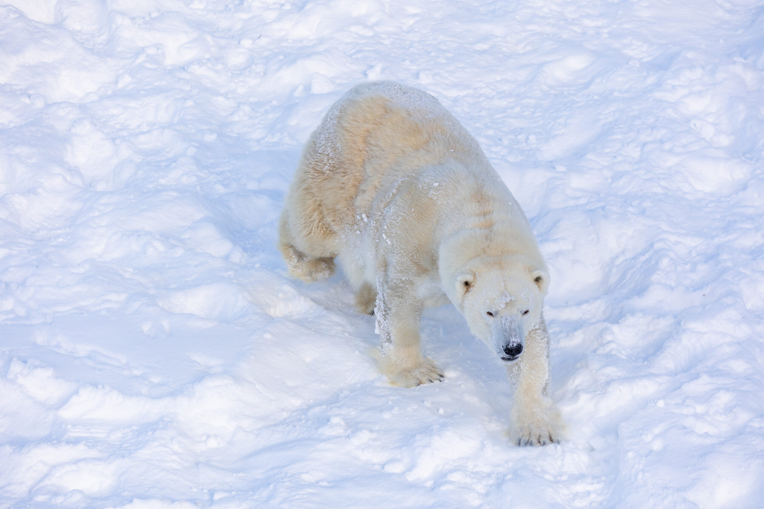 Lapin taikaa Ranualla
